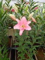 [5254 Orsago 2N No02.JPG]